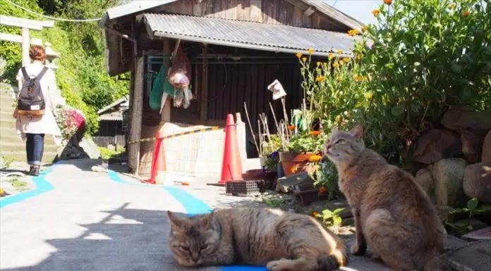 du lịch, châu á, đảo mèo aoshima – thiên đường dành cho những chú miu, điểm đến không thể bỏ qua tại đất nước nhật bản!