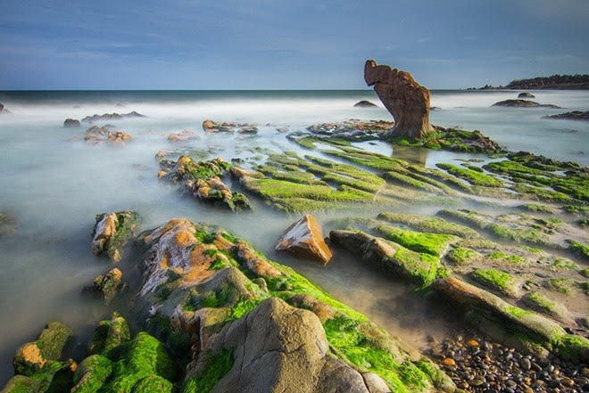 Mùa rêu xanh phủ kín bãi đá biển ở Việt Nam