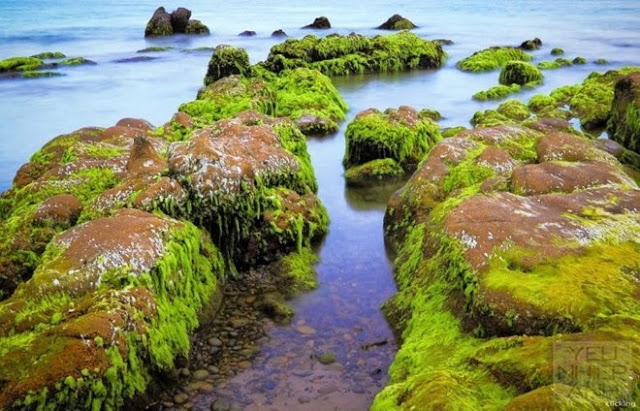 bãi biển cổ thạch, lý sơn, phượt đảo lý sơn, rêu biển, xóm rớ phú yên, mùa rêu xanh phủ kín bãi đá biển ở việt nam