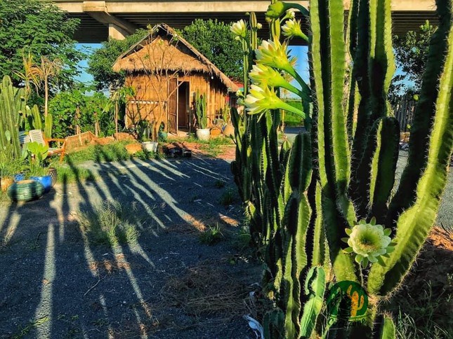 khu vườn xương rồng cacti zone đẹp siêu lòng giữa hà nội