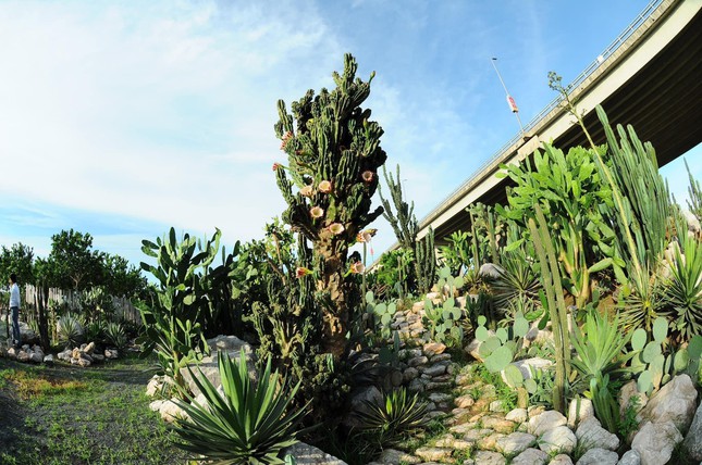 khu vườn xương rồng cacti zone đẹp siêu lòng giữa hà nội