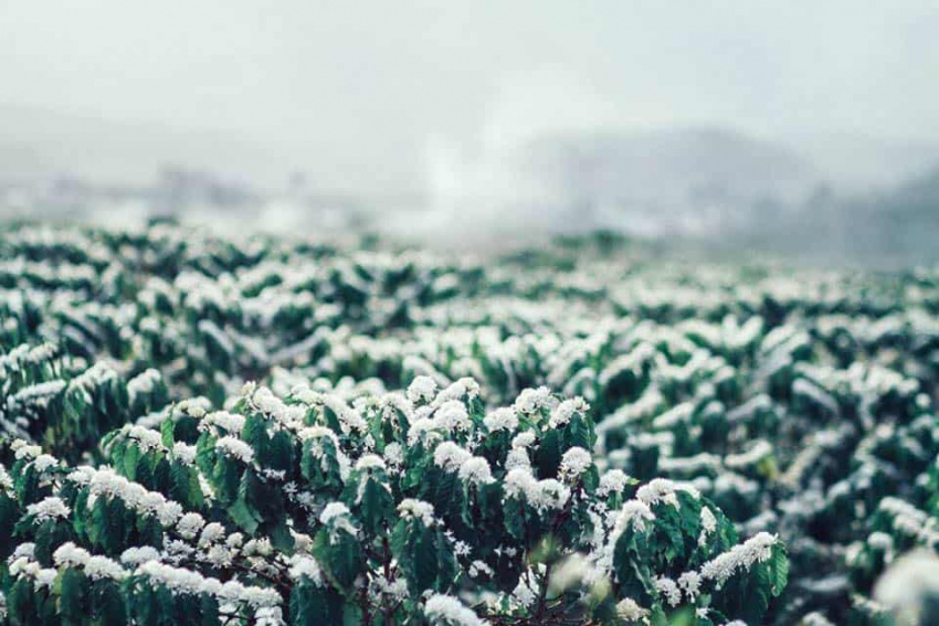 Tuyết trắng giữa Đà Lạt – Mùa hoa cafe nở rộ trắng xóa cả một góc trời