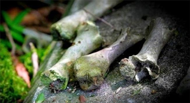 Khám phá 13 điều rùng rợn về khu rừng tự sát tại Nhật Bản