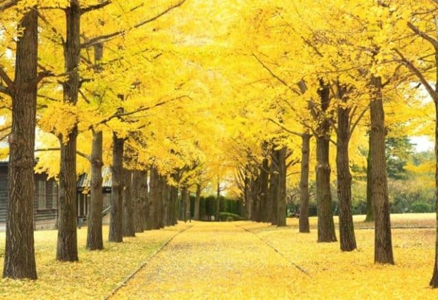 Khám phá 7 địa điểm đẹp nhất vào mùa thu ở Nhật Bản