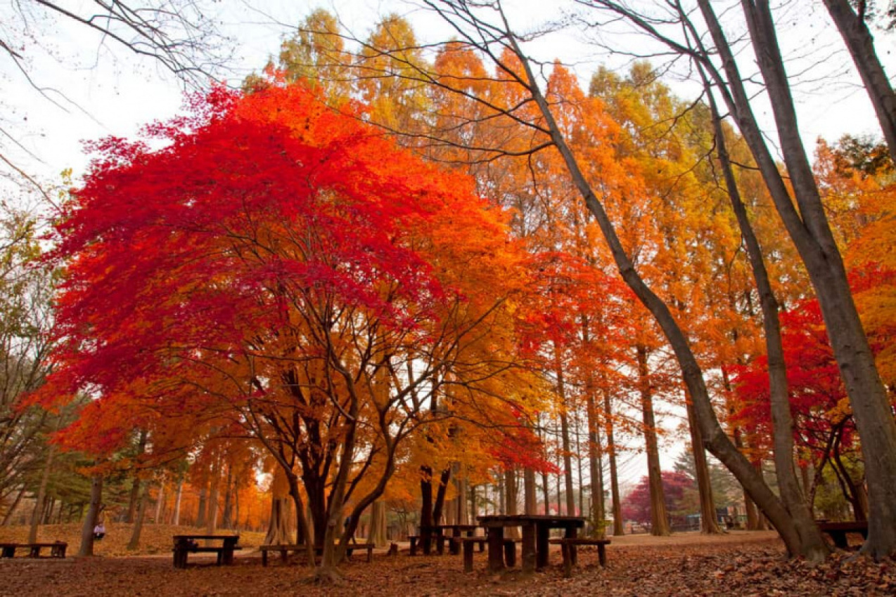 du lịch seoul mùa thu, top 10 điểm du lịch mùa thu hàn quốc đẹp đến “mê hồn”