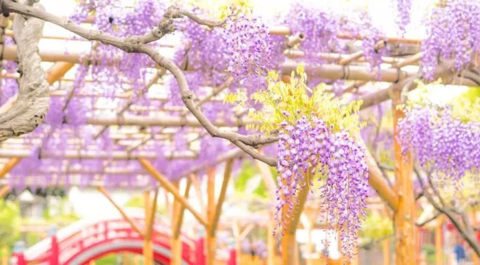 Top 7 lễ hội hoa Tử Đằng đẹp nhất nên xem khi du lịch Nhật Bản