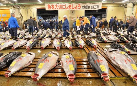 “Tất tật” bí kíp du lịch thăm quan chợ cá Tsukiji lớn nhất Tokyo