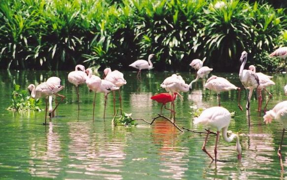 Khám phá thiên nhiên tại khu du lịch vườn chim Bạc Liêu