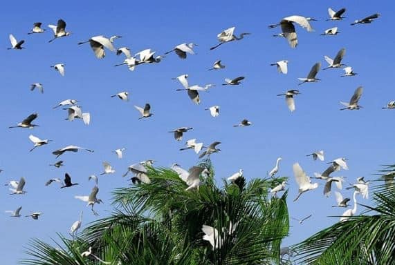du lịch bạc liêu, sân chim bạc liêu, khám phá thiên nhiên tại khu du lịch vườn chim bạc liêu