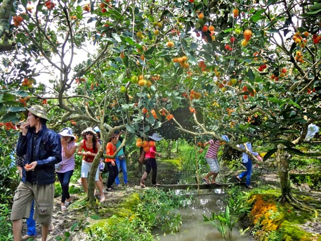 du lịch bến tre, chia sẻ kinh nghiệm du lịch vườn trái cây bến tre tự túc