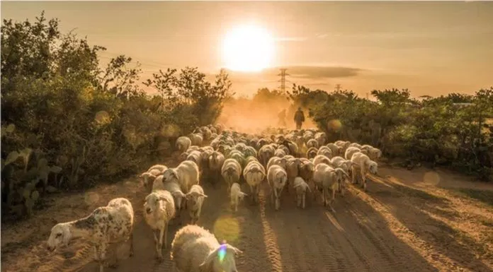 Thăm cánh đồng cừu đẹp như phim ở Ninh Thuận