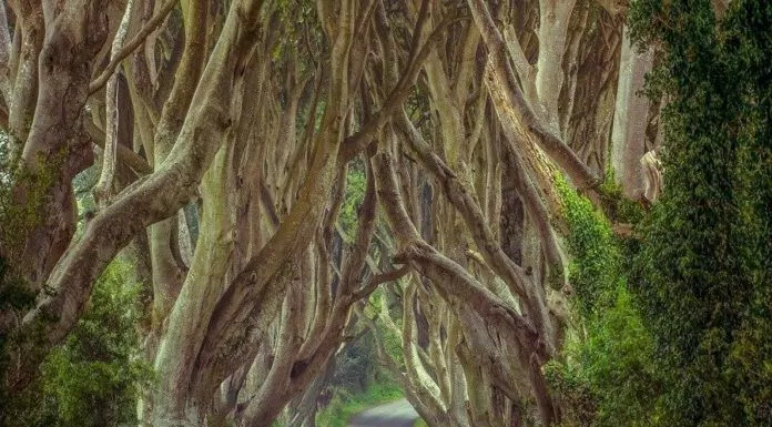 du lịch, châu âu, vẻ đẹp huyền bí của hàng cây dark hedges trong game of thrones