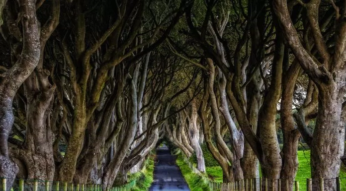 du lịch, châu âu, vẻ đẹp huyền bí của hàng cây dark hedges trong game of thrones