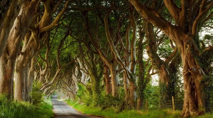 du lịch, châu âu, vẻ đẹp huyền bí của hàng cây dark hedges trong game of thrones