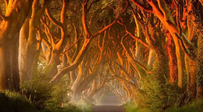 du lịch, châu âu, vẻ đẹp huyền bí của hàng cây dark hedges trong game of thrones