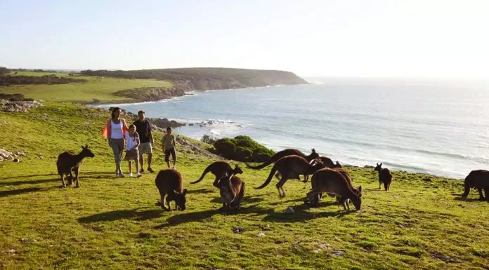 du lịch, châu úc, bạn biết gì về biểu tượng của nước úc – đảo kangaroo?