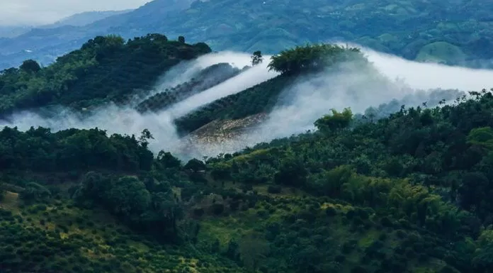 Say lòng với “Tam giác cà phê” ở Colombia