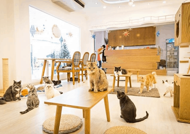 cà phê chó, cà phê mèo, cafe sài gòn, cafe thú cưng ở sài gòn, 11 quán cà phê thú cưng ở sài gòn “siêu cute”