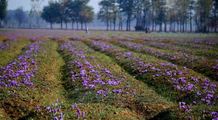 Vẻ đẹp “chân chất” của hoa Saffron dưới “bàn tay Kashmir”