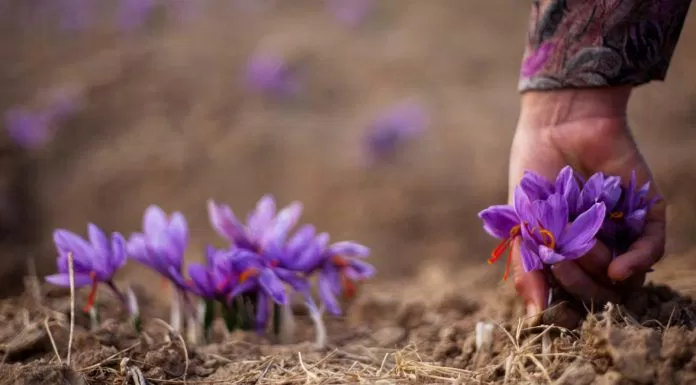 du lịch, châu á, vẻ đẹp “chân chất” của hoa saffron dưới “bàn tay kashmir”