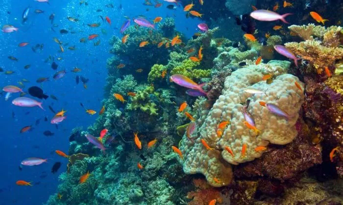 du lịch, châu úc, great barrier reef – tham quan rạn đá ngầm lớn nhất hành tinh