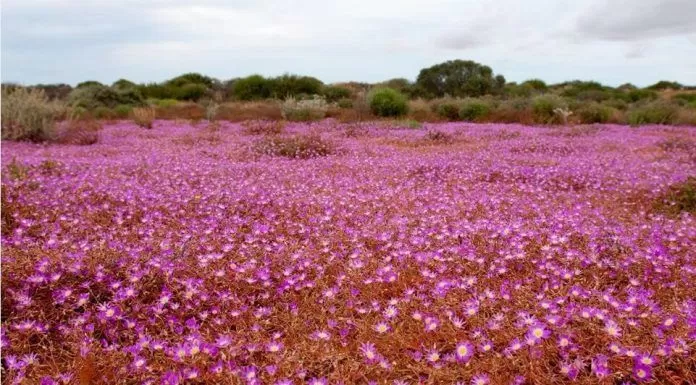 Rực rỡ Tây Úc mùa hoa dại