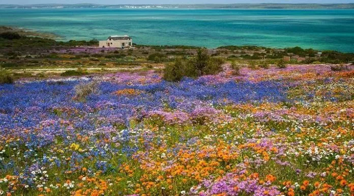Rực rỡ cánh đồng hoa ở Nam Phi