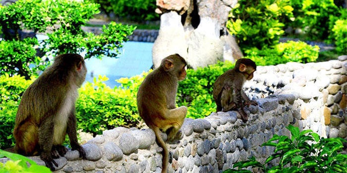 đảo khỉ, địa điểm du lịch nha trang, du lịch nha trang, nha trang, đảo khỉ nha trang – tận hưởng niềm vui mới lạ và hấp dẫn