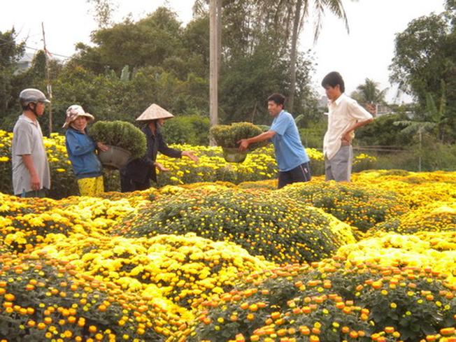 Độc đáo chợ hoa vạn thọ Võ Cảnh Nha Trang