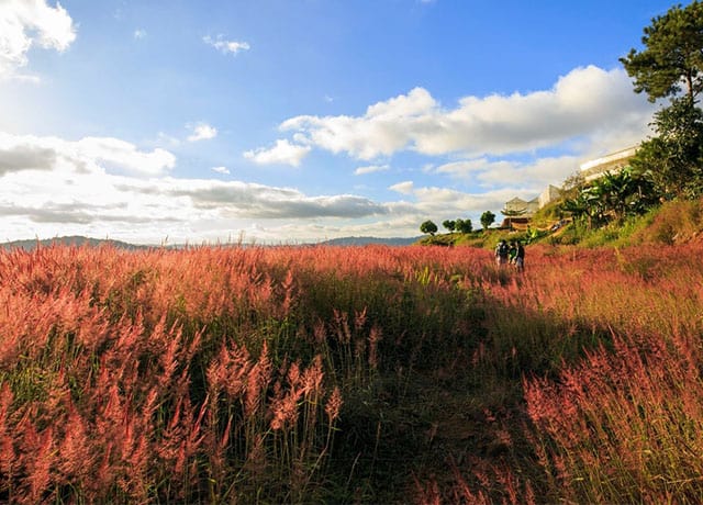 địa điểm du lịch đà lạt, đồi cỏ hồng đà lạt, du lịch đà lạt, đồi cỏ hồng đà lạt ửng sắc một góc mây trời