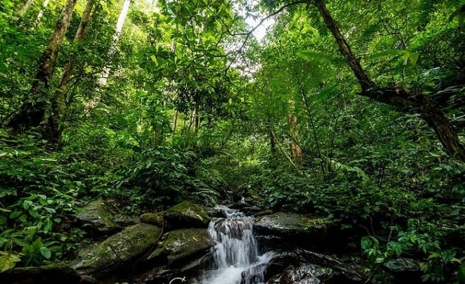 Vườn quốc gia Pù Mát: Khu rừng “nguyên sinh” bậc nhất Việt Nam