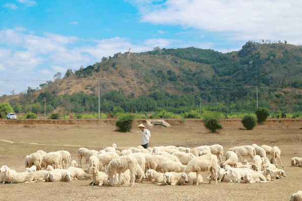 Cảnh đẹp châu Âu ngay tại đất Vũng Tàu “đồi cừu Suối Nghệ”