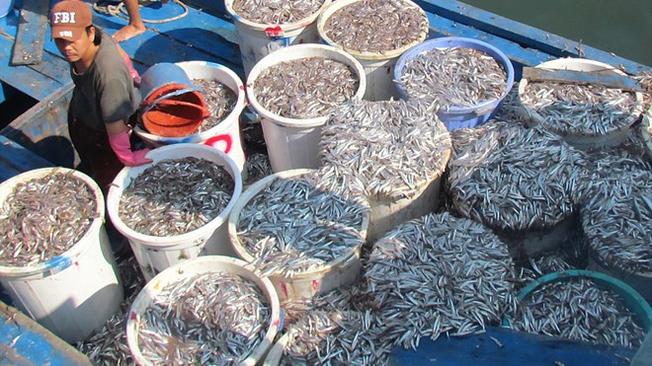 Chợ cá cơm nổi tiếng Nha Trang