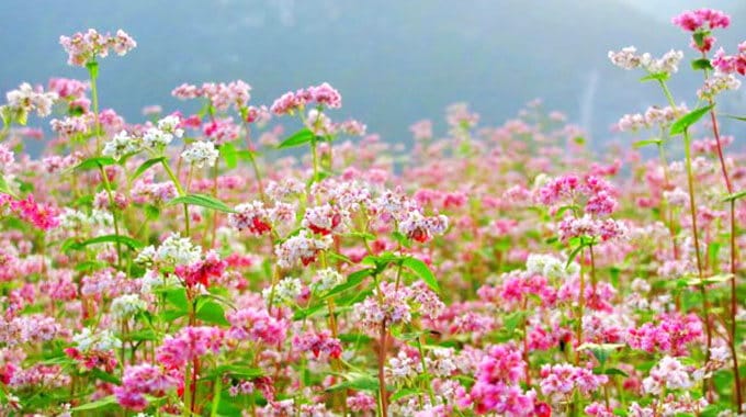 hồ tây, thung lũng hoa, vườn hoa túy điệp, thung lũng hoa hồ tây – thiên đường các loài hoa trong lòng hà nội