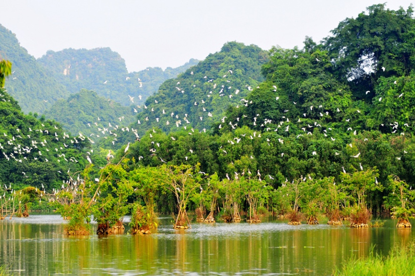 Kinh nghiệm du lịch Vườn chim Thung Nham Ninh Bình