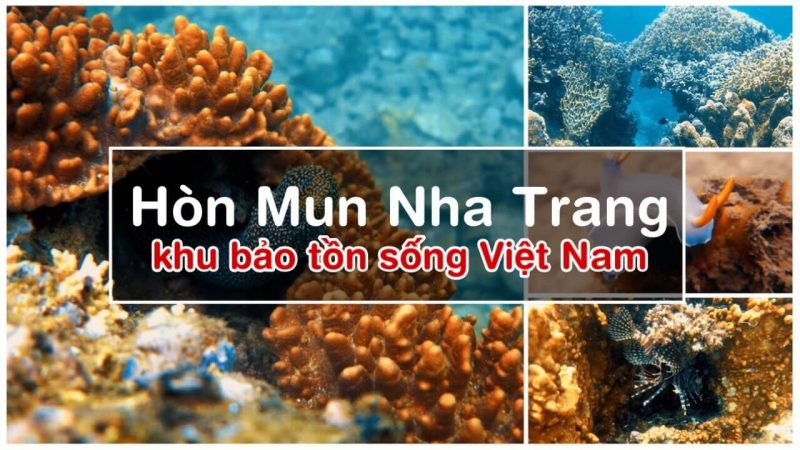 Chinh Phục Đại Dương Với Tour lặn biển hòn Mun hòn Một Nha Trang