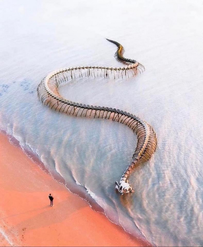 Bộ xương cá khổng lồ Serpent d’Océan xuất hiện trên mặt nước