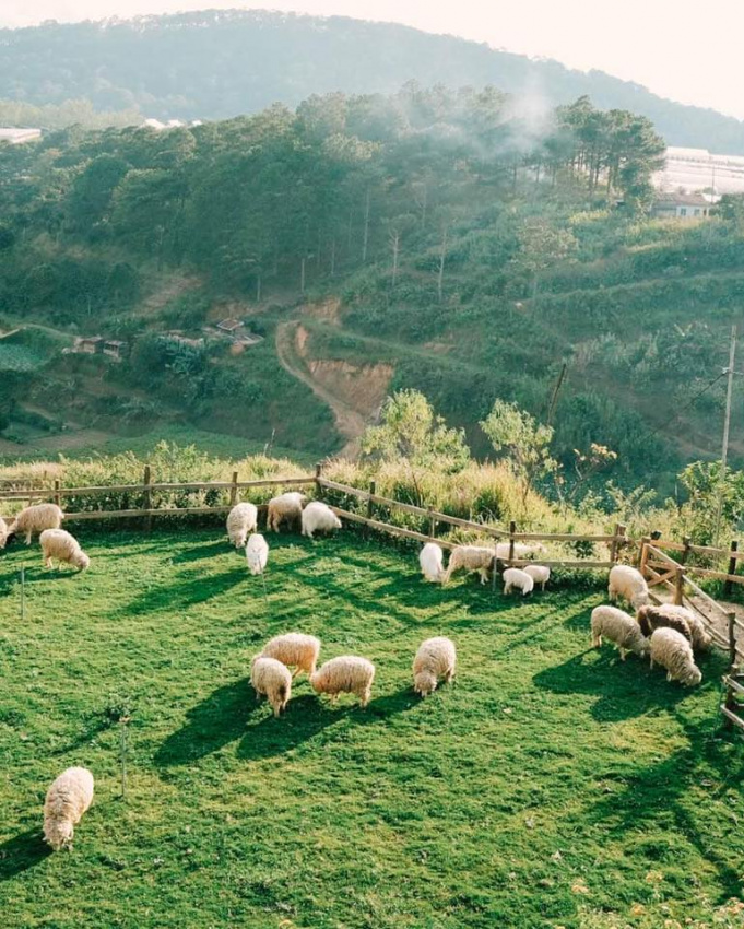 Định vị tọa độ Chika Farm, nông trại cừu mới toanh ở Đà Lạt