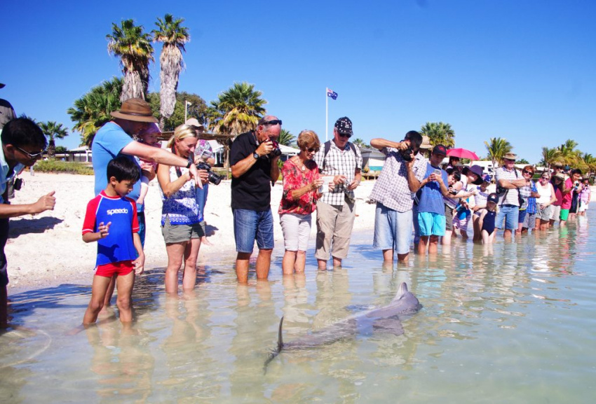 du lịch australia, kinh nghiệm australia, monkey mia, monkey mia – bãi biển du khách có thể ngắm cá heo ở australia