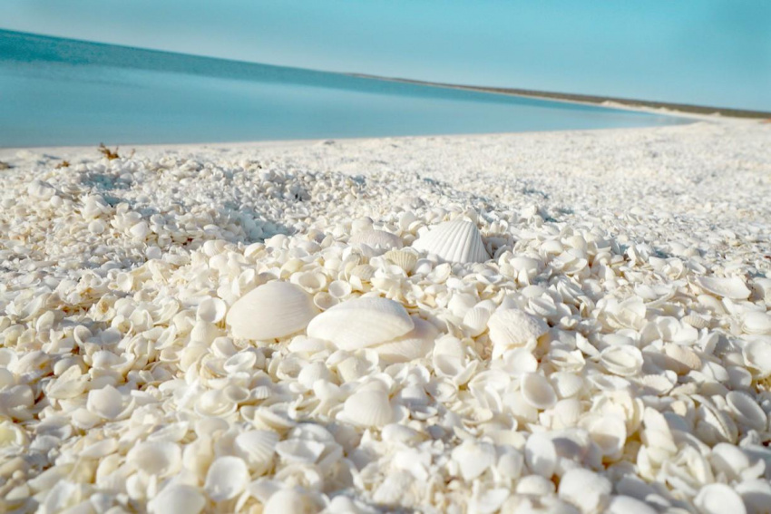 Shell Beach, bãi biển vỏ sò độc đáo nổi danh thế giới ở Australia
