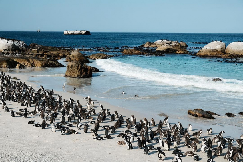 Bãi biển Boulders, “thiên đường” của những chú chim cánh cụt ở Nam Phi