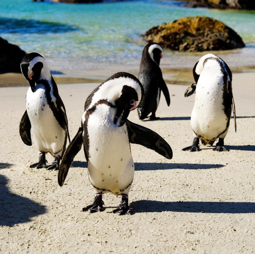 bãi biển boulders, du lịch nam phi, bãi biển boulders, “thiên đường” của những chú chim cánh cụt ở nam phi