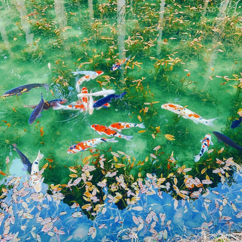 hồ monet, hồ namonaki, hồ nước namonaki, mê mẩn khung cảnh đẹp như tranh vẽ ở hồ namonaki, nhật bản