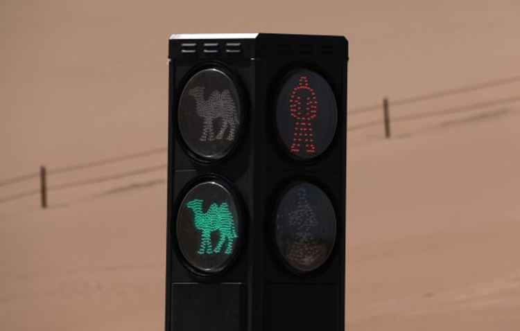 ốc đảo đôn hoàng, độc đáo đèn giao thông cho lạc đà đầu tiên trên thế giới ở trung quốc