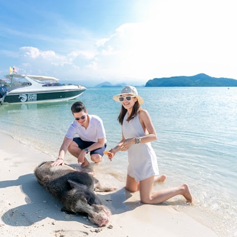 Phát sốt đảo Koh Madsum những chú heo siêu đáng yêu ở Thái Lan