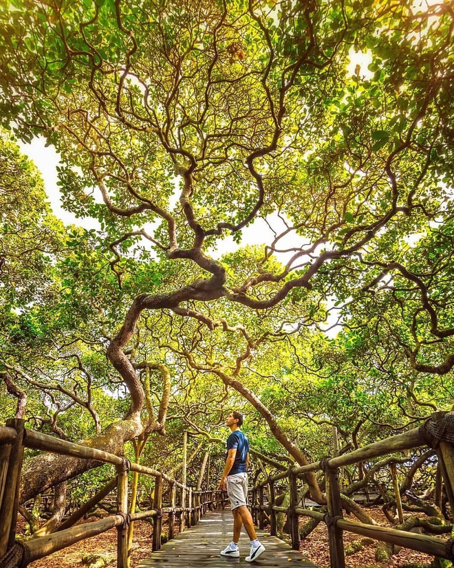 du lịch brazil, điểm đến brazil, choáng trước cây đào lộn hột pirangi siêu to khổng lồ nhất thế giới