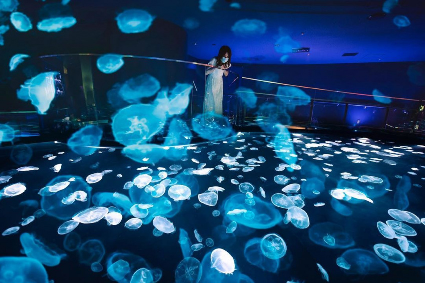 Du lịch Nhật Bản check-in thủy cung Sumida Aquarium đẹp kì ảo