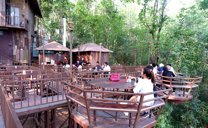 du lịch chiang mai, the giant chiang mai, tiệm cà phê trên cây đa hơn 200 tuổi ở chiang mai