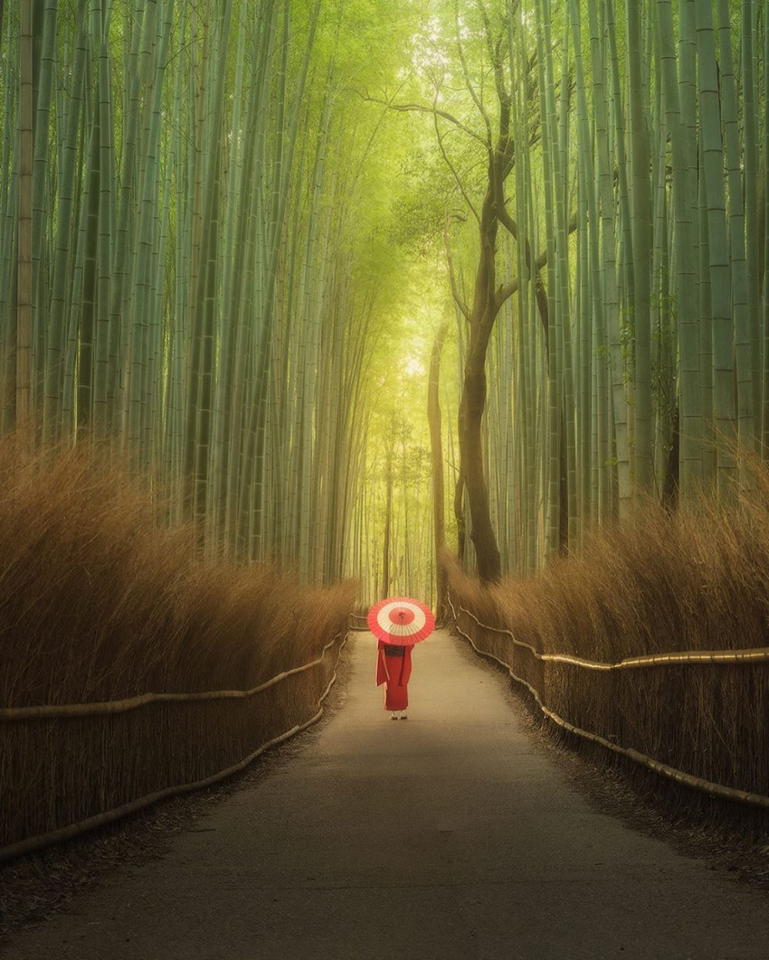 Con đường xuyên rừng tre Arashiyama đẹp như tranh ở Nhật Bản