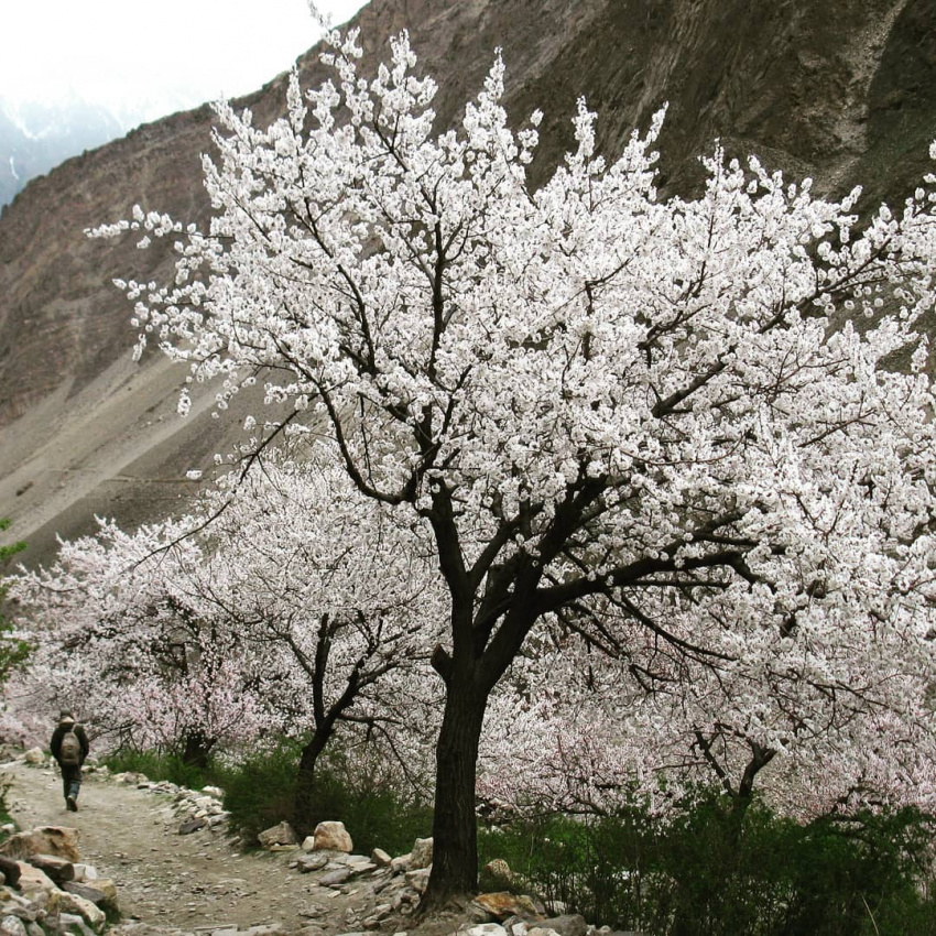 du lịch pakistan, hoa anh dao pakistan, hoa anh đào, thung lũng hunza, thung lũng hunza vào mùa hoa anh đào khoe sắc